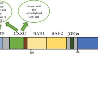 The structure of DNA methyltransferase-1. | Download Scientific Diagram