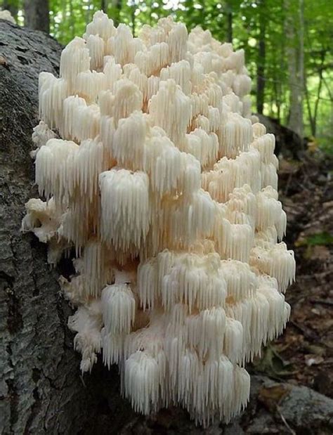 🔥 🍄 Lion’s Mane Mushroom 🍄🔥 : r/NatureIsFuckingLit