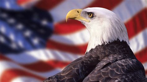 American Bald Eagle Wallpapers - Wallpaper Cave