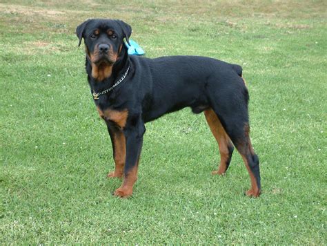 Rottweiler Dog Breed » Information, Pictures, & More