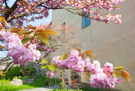 Premium Photo | Pink japanese cherry tree blossom (uzhgorod city, ukraine)