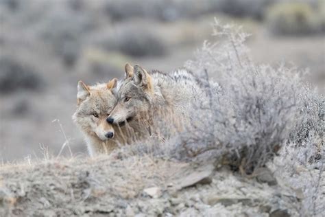 Judge Places Limits on Hunting Wolves Near Yellowstone - Wide Open Spaces