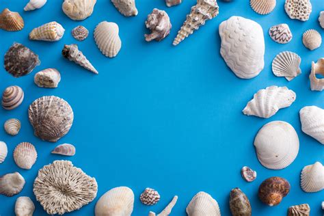 Free Stock Photo 13108 Ocean themed background surrounded by shells | freeimageslive