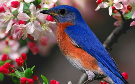 birds, Bluebirds Wallpapers HD / Desktop and Mobile Backgrounds