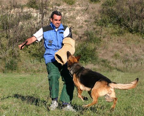 Training of police dog Stock Photo by ©cynoclub 2151936