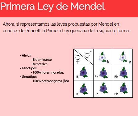 BLOG BITACORA DE UNA ESTUDIANTE VIRTUAL: Las Leyes de Mendel_y_Los Cuadros de Punnett_Módulo 16 ...