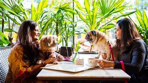 6 Pet Friendly Restaurants in Chandigarh Tricity For A Pawsome Time!