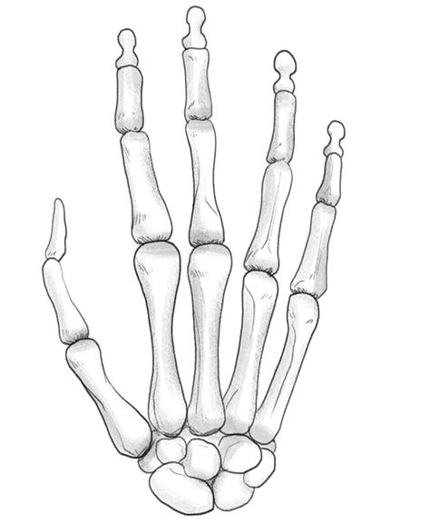 Skeleton Hand Drawing In 5 Steps [Video + Illustrations]