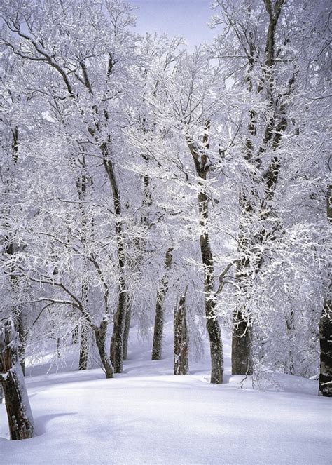 Snow Covered Forest Wonderland Winter Scene Christmas Backdrop Stage ...