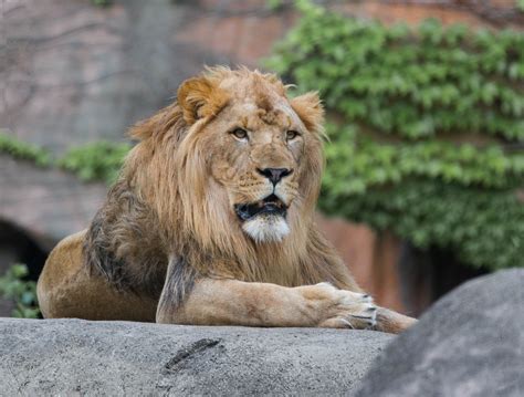 Lion Lincoln Park Zoo | Lincoln park zoo, Animals, Zoo