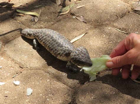 Baby sleepy lizard | Foto | Anne's reisblog