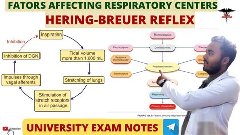 Hering-Breuer Reflex|| Factors Affecting Respiratory Centers ...