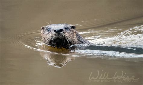 River Otter Den and Scat - WILLIAM WISE PHOTOGRAPHY