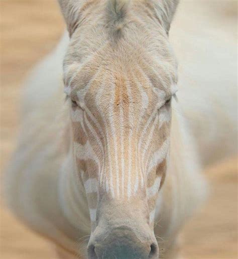 Albino zebra. 😍 | Albino animals, Rare albino animals, Wild animals ...