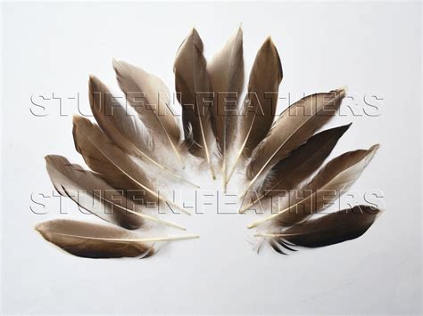 Mallard duck feathers natural brown gray feathers loose