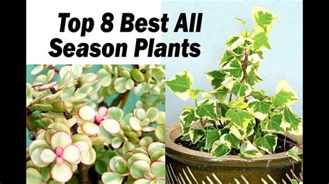 Top 8 Best All Season Plants - YouTube