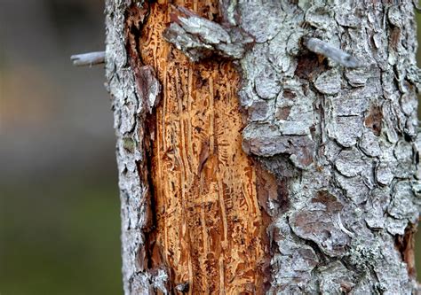 Mild winter causes earlier bark beetle infestation in Austria | HOLZ.RU