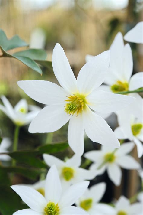 Best early-flowering clematis: expert's choice | Clematis, Clematis paniculata, Plants