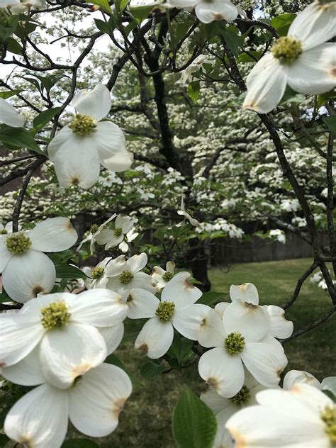 Dogwood Tree Flower - Free photo on Pixabay - Pixabay