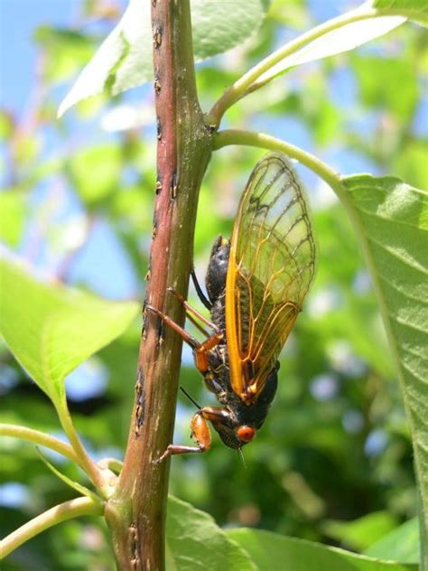 broodx-cicada | EarthSky