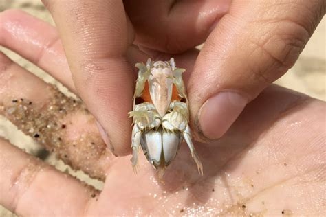 Mole crabs (Emerita talpoida) – Seashore to Forest Floor