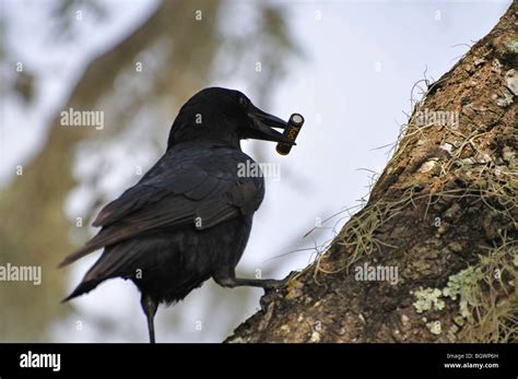 Funny crow holding battery Stock Photo - Alamy