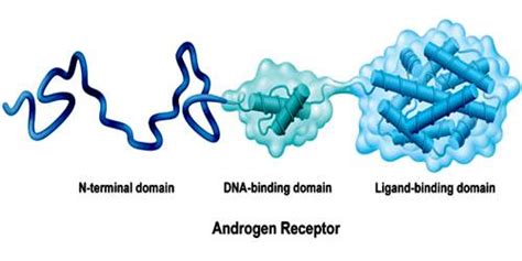 Androgen Receptor - Assignment Point