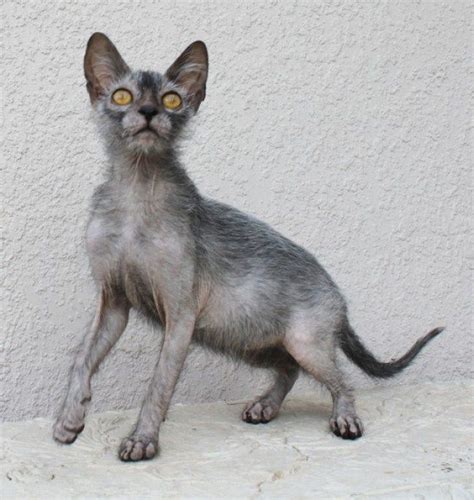 Newly Bred Werewolf Cats Look Exactly Like You’d Think They Would ...