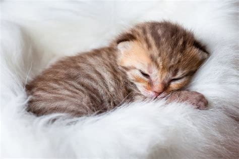 Newborn Sleeping Baby Cat Stock Image - Image: 27484991