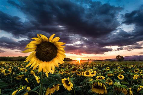 A field of sunflowers at sunset ~ Nature Photos ~ Creative Market