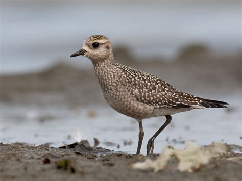 American Golden-Plover - eBird