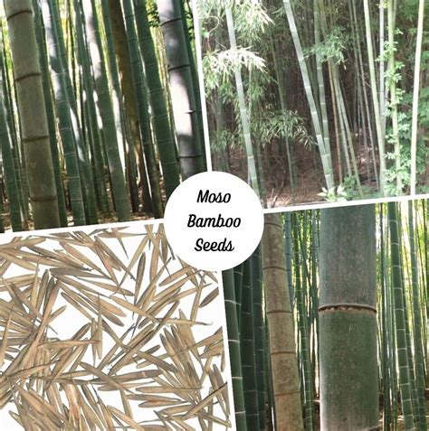 Giant Bamboo Seeds - Moso Bamboo Seeds - Phyllostachys edulis bamboo s ...