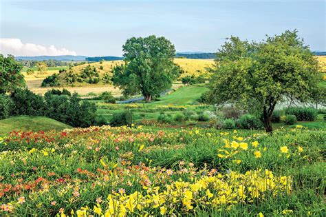 How To Grow And Care For Daylilies