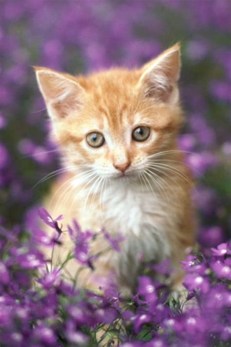 Cute Cat iPhone Wallpaper - WallpaperSafari