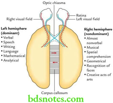 Brain Cerebrum Question And Answers - BDS Notes