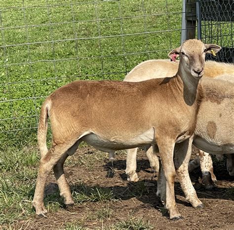 Katahdin Breeding Sheep | Phillips Family Farmstead