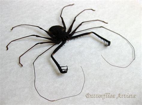 Charon Grayi Real Giant Whip Spider Entomology Collectible - Etsy Hong Kong