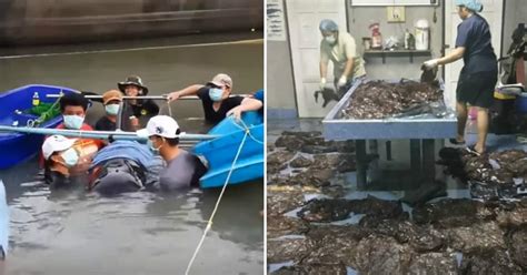 Whale Found Dead In Thailand Had Over 80 Plastic Bags In Stomach ...