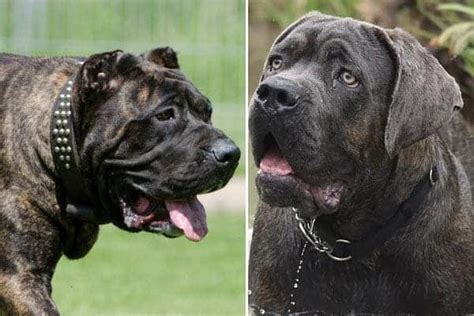 Cane-Corso-vs-Neapolitan-Mastiff | Anything Rottweiler