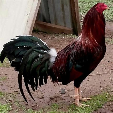 Boston roundhead | Backyard birds, Game fowl, Chickens backyard