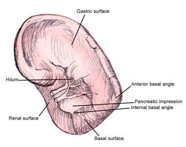 Spleen Anatomy: Overview, Gross Anatomy, Microscopic Anatomy