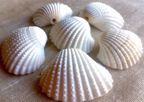 Large Natural Scallop Sea Shells For Beautiful Beach Home Decor