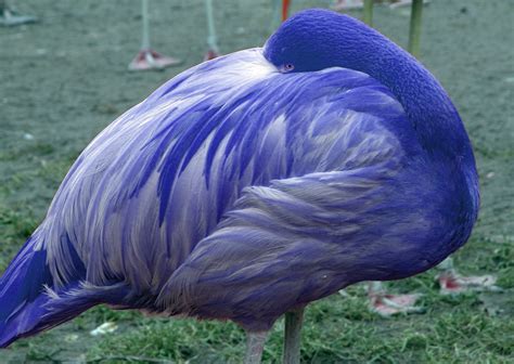 File:Blue flamingo.jpg - Wikipedia