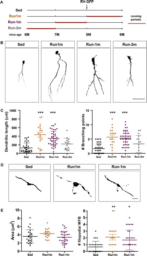 Frontiers | Rejuvenating the Brain With Chronic Exercise Through Adult Neurogenesis