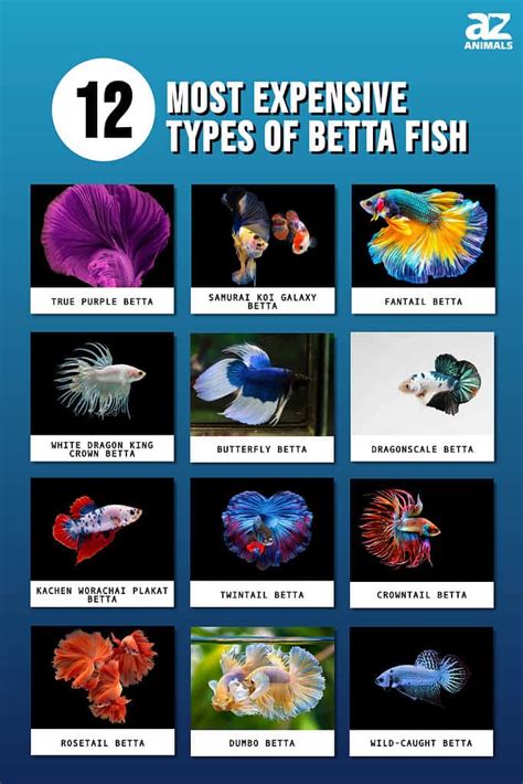 The Top 12 Most Expensive Types of Betta Fish in 2024 - AZ Animals