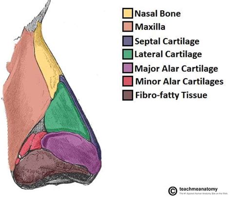 The External Nose - Muscles - Innervation - TeachMeAnatomy