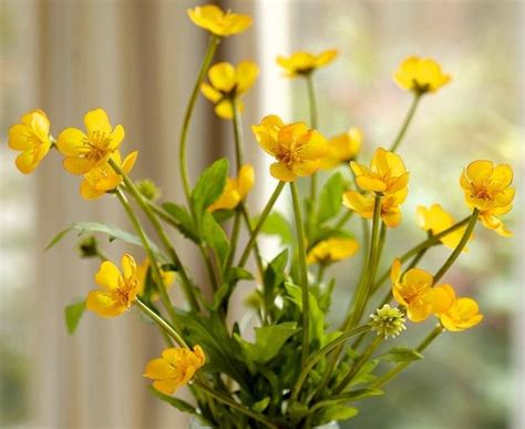 Pin on Buttercups