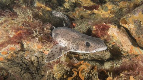 Lesser Spotted Catshark and Their Predators - Blue Reef Aquarium