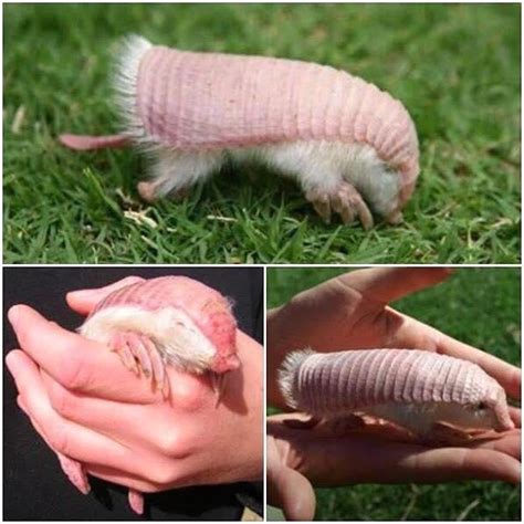 The pink fairy armadillo or pichiciego is the smallest species of armadillo, first described by ...