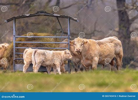 Wild cattle in nature stock photo. Image of farming - 265743416